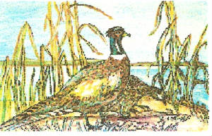 pheasant.jpg